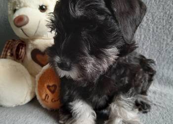 Sznaucer Miniaturowy czarno-srebrny Wichrowe Brody FCI