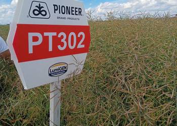 Nasiona rzepaku Pioneer PT302 PROMOCJA