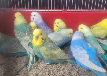 Papugi faliste tęczowe