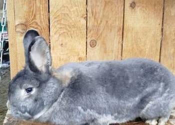 Para królików wiedeńskie niebieskoszare