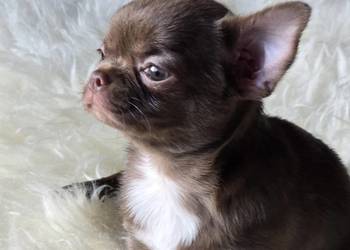 Chihuahua Czekoladowy ***XXS***