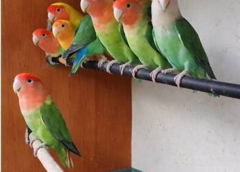 Papugi, papużki nierozłączki