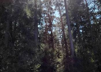 Sprzedam las 40 –120 letni o powierzchni 2,95 ha, Podlaskie