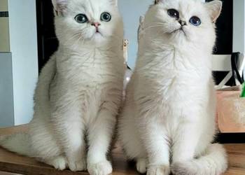 Kocięta Brytyjskie,. Srebrne oraz srebrne  pointy