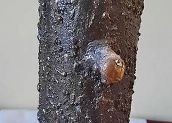 Wazon sękacz z brązu - 21 cm