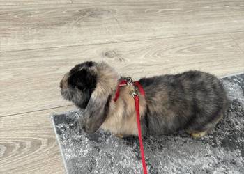 Królik mini lop
