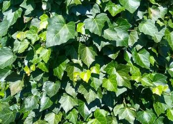 Piękny Bluszcz pospolity- okolice Krakowa