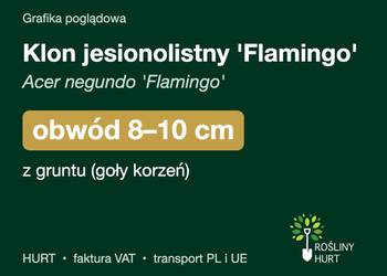 Klon jesionolistny 'Flamingo' obwód 8-10 cm, z gruntu – HURT
