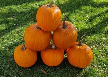 Dynia Halloween