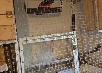Rudosterki czerwonobrzuche pary likwidacja hodowli