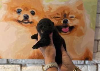 Szpic miniaturowy pomeranian boy
