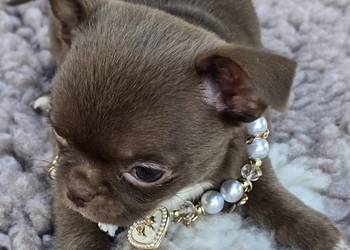 Chihuahua Czekoladowy ***XXS***