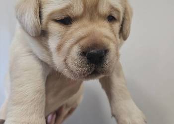 Labrador retriever Zkwp FCI