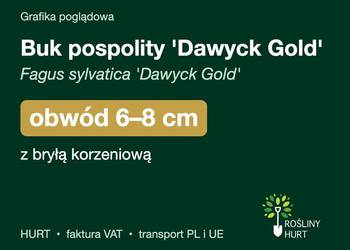 Buk pospolity 'Dawyck Gold' obwód 6-8 cm, z bryłą – HURT