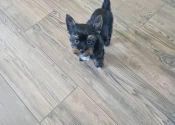 Yorkshire Terrier Piesek Gotowy do odbioru