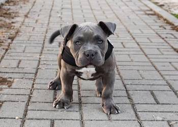 American Bully Pocket