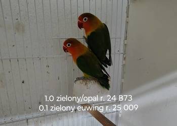 Sprzedam parę nierozłączek
