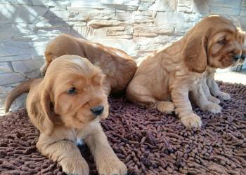 Śliczne Szczenięta Cocker Spaniel Angielski