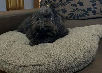 Hawana sunia rasy Rosyjska Bolonka Kolorowa