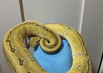 Pyton królewski Pinstripe enchi poss. Yb/fire