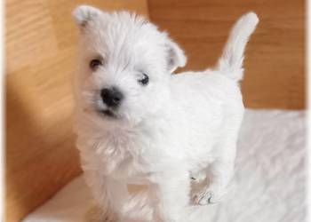 West Highland White Terrier | ZKwP FCI