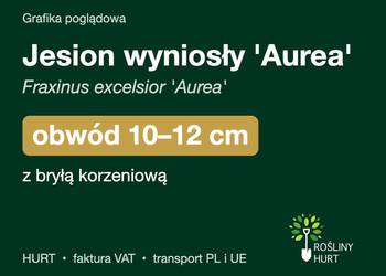 Jesion wyniosły 'Aurea' obwód 10-12 cm, z bryłą – HURT