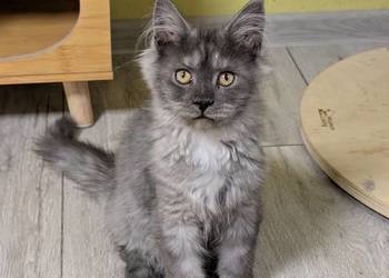 Euforia czarna dymna kotka Maine Coon. Tica. Zapraszamy