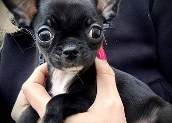 Chihuahua szczeniak