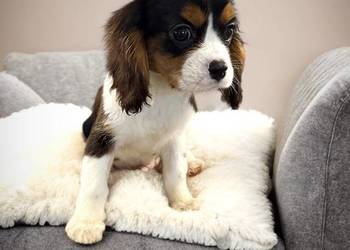 Piesek „BERNIE” Cavalier King Charles Spaniel Tricolor