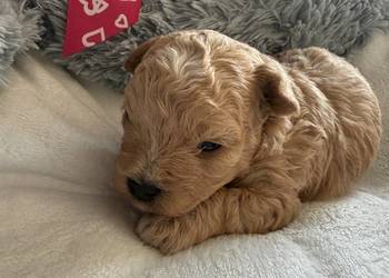 Bichpoo/Poochon jak Maltipoo