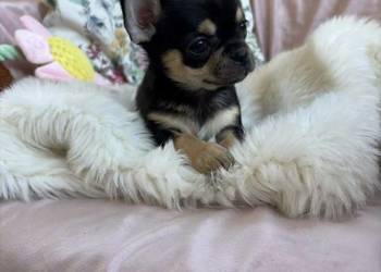 CHIHUAHUA PIĘKNA DROBNIUTKA SUNIA