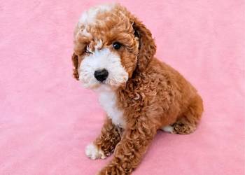 MALTIPOO suczka