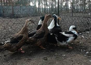 Jaja lęgowe kaczek staropolskich