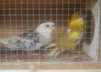 Rozelle królewskie, białolice