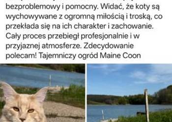 Maine Coon odbiór już na majówkę ostanie 3 kocurki