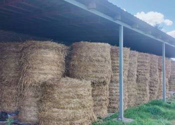 Sprzedam słomę Żytnią i Owsiankę. 120/120