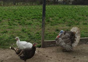 Jaja lęgowe indycze