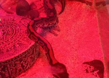 Pyton królewski samica młoda