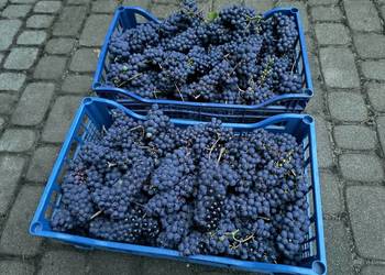 Do przerobuSprzedam nadwyżki owoców ciemnych winogron na sok lub wino