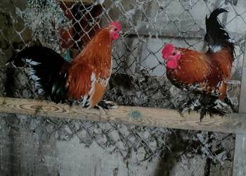 Sprzedam kury liliputy