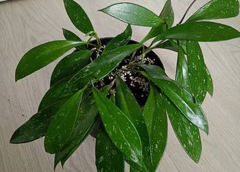 Hoya hoja pubicalyx