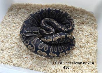 pyton królewski wąż samiec 214