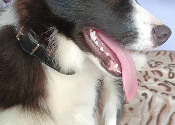 Border collie FCI