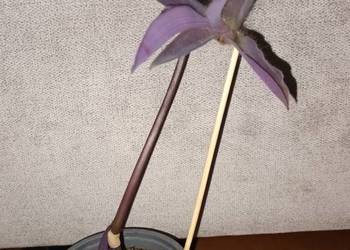 Trzykrotka, setkrezja purpurowa, nr 1