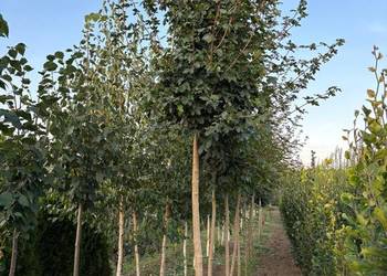 Klon polny, Acer campestre, obwód 9 - 16 cm, wysokość 300 cm