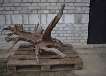 Korzeń ozdobny do ogrodu