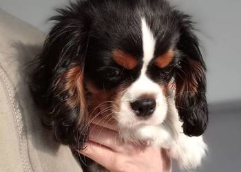 Cavalier King Charles Spaniel /Tricolor 2025