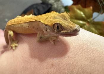 Młodziutki gekon orzęsiony