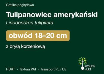 Tulipanowiec amerykański obwód 18-20 cm, z bryłą – HURT