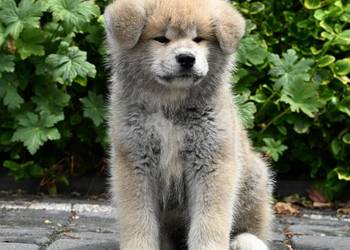 Akita inu akita japońska szczenię samiec ZKwP gotowy do odbioru